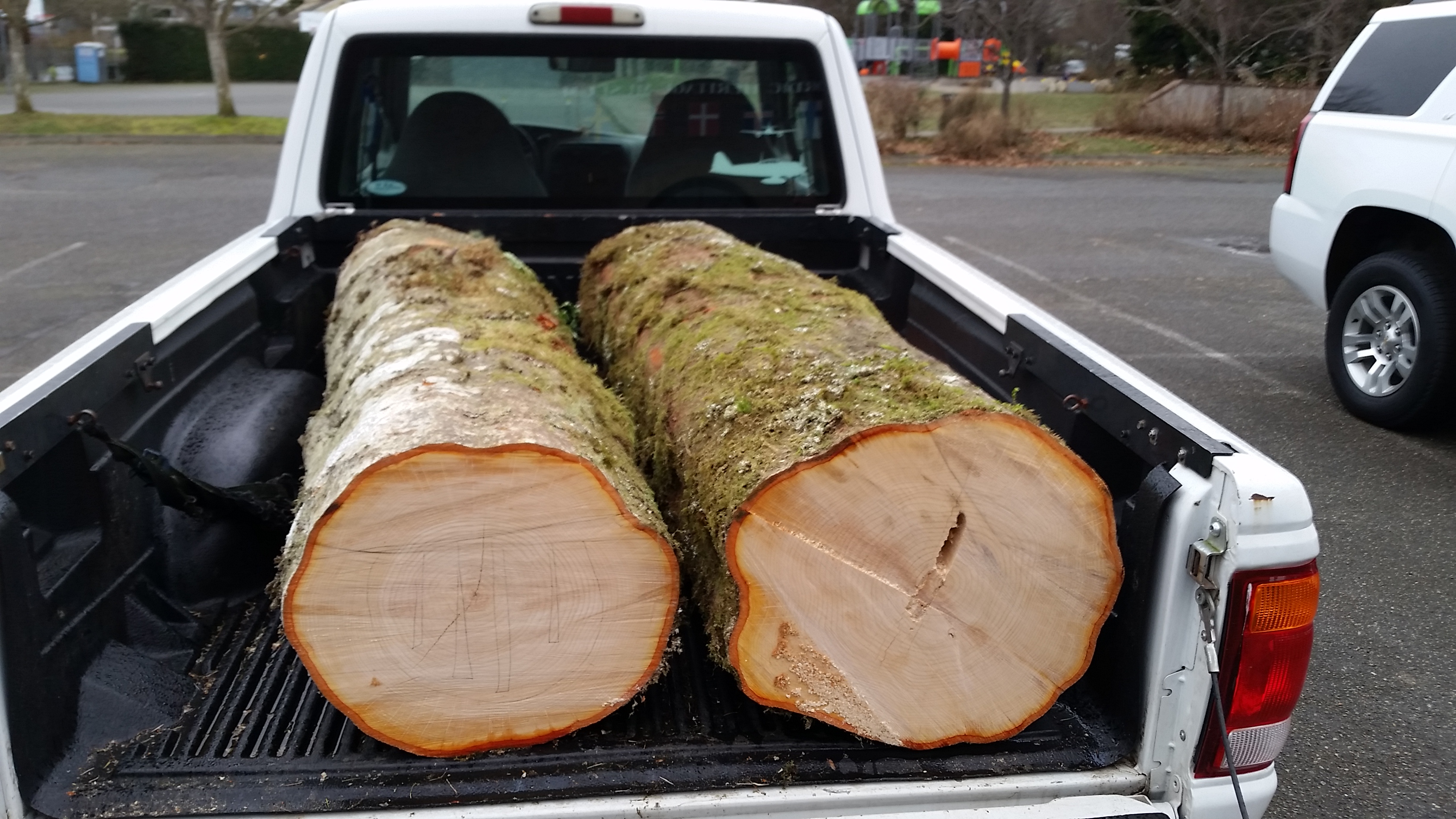 Raw alder logs, ~18" diameter